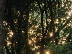 -深圳国际园林花卉博览园