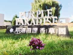 -紫海香堤香草艺术庄园