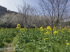 -苏州上方山国家森林公园
