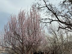 -桃花堤公园