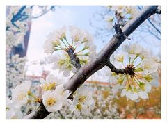-东北师范大学(净月大街校区)