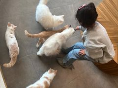 -飞行喵MR PILOT|猫舍·猫咖(静安大融城店)