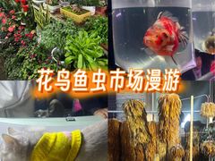 -中环花鸟鱼虫市场
