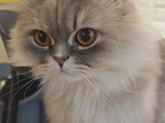 -平行世界·猫咖(首经贸店)
