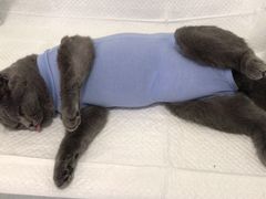 -灵美宠物诊所