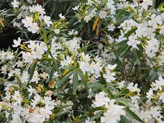 -狼山风景名胜区