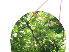 -好利来(高新枫叶广场店)