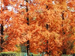 -四川大学(望江校区)