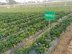 -光明小镇欢乐田园