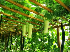 -中国天府农业博览园