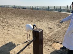 -盐城丹顶鹤湿地生态旅游区