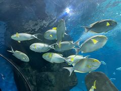 -福州罗源湾海洋世界旅游区
