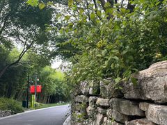 -青枫公园