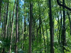 -上海共青森林公园