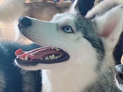 -Husky Go! 哈士奇体验馆·宠物咖啡厅狗咖