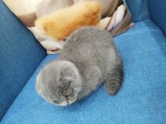 -瑞鹏宠物医院·爱宠堂·骨外专科(西荷分院)