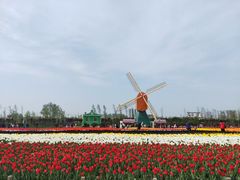 -荷兰花海