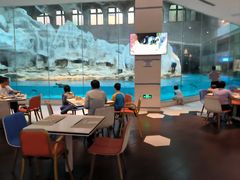 -帝企鹅自助餐厅•儿童岛•真企鹅(长隆企鹅酒店)