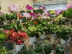 -双季花艺园艺市场(浦东店)