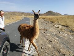 -新疆天山野生动物园