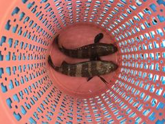 -李妹海鲜大排档(星海湾花园小区店)