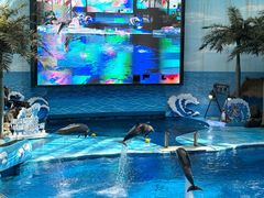 -海合安成都极地海洋公园