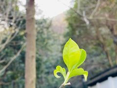 -韬光茶庵