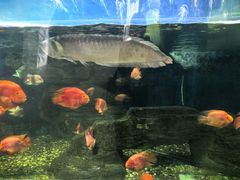 -泉州海丝野生动物世界