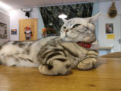 -平行世界·猫咖(首经贸店)