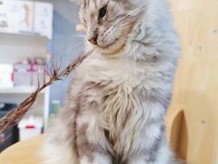 -十年猫舍·猫咪专门店(普陀店)