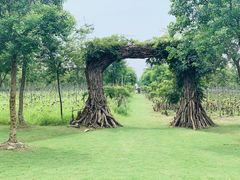 -上海海湾国家森林公园