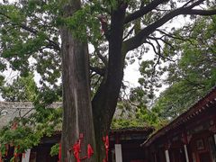 -少华山国家森林公园