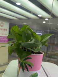 -镁连社·美联社
