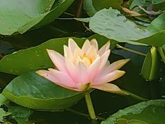 -海淀公园