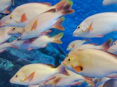 -太平洋海底世界