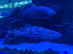 -成都浩海立方海洋公园