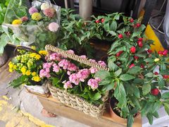 -循礼门鲜花花市(武汉循礼门店)