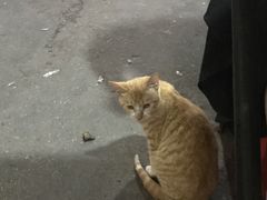 -麻木老地方牛筋牛杂(长堤街店)