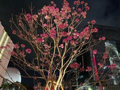 -深圳湾万象城(南山店)