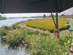 -杭州湾海上花田景区