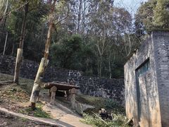 -都江堰中华大熊猫苑