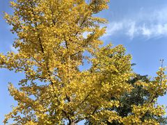 -长白岛森林公园