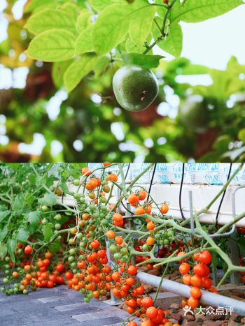 好温暖的神农热带植物园