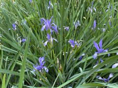 -同喜烤鸭店(光芒店)