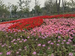 -上海滨江森林公园