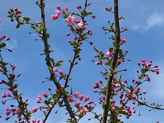 -大宁郁金香公园-停车场