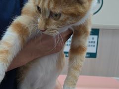 -佑安动物医院·全科·内窥镜中心(幸福巷店)