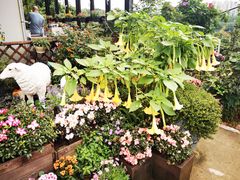 -大隐花事(熊婆婆的花园店)