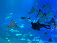 -烟台海昌鲸鲨海洋公园