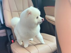 -FAELING PETS美天灵宠物(富力广场店)